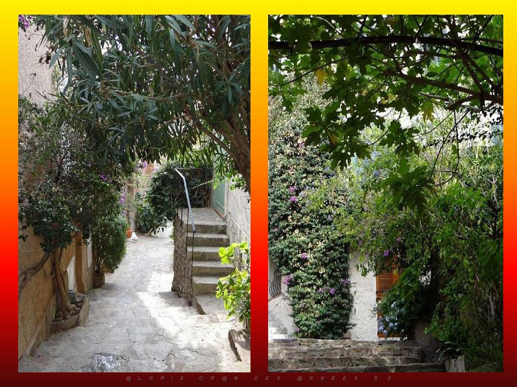 183 D23 BORMES LES MIMOSAS 1_000054.jpg